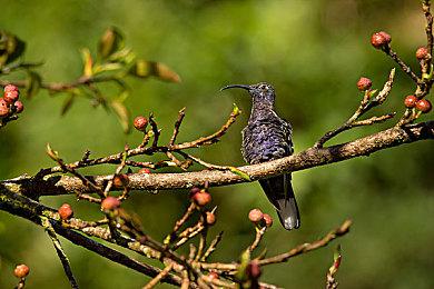 SCS 2025年度总决赛圆满落幕！选手M’、XiaoHai分获总冠军